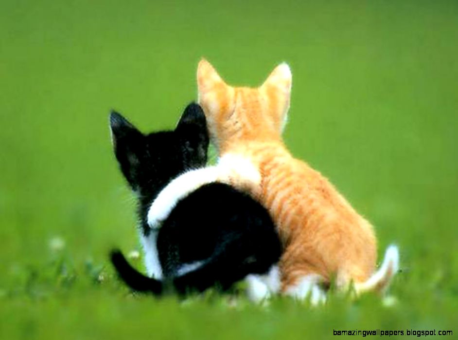 Cute I Love You Animals Wallpaper Cool Hd Best Wallpapers HD Cute I Love You Animals Wallpaper Cool Hd Best Wallpapers HD