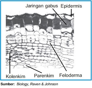 Gambar Jaringan Gabus