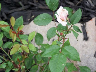 Tea Garden Featuring Roses