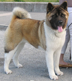 Anjing Akita 