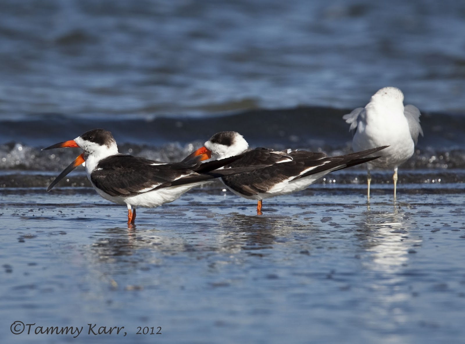 i heart florida birds Black Skimmers