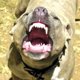 pitbull teeth