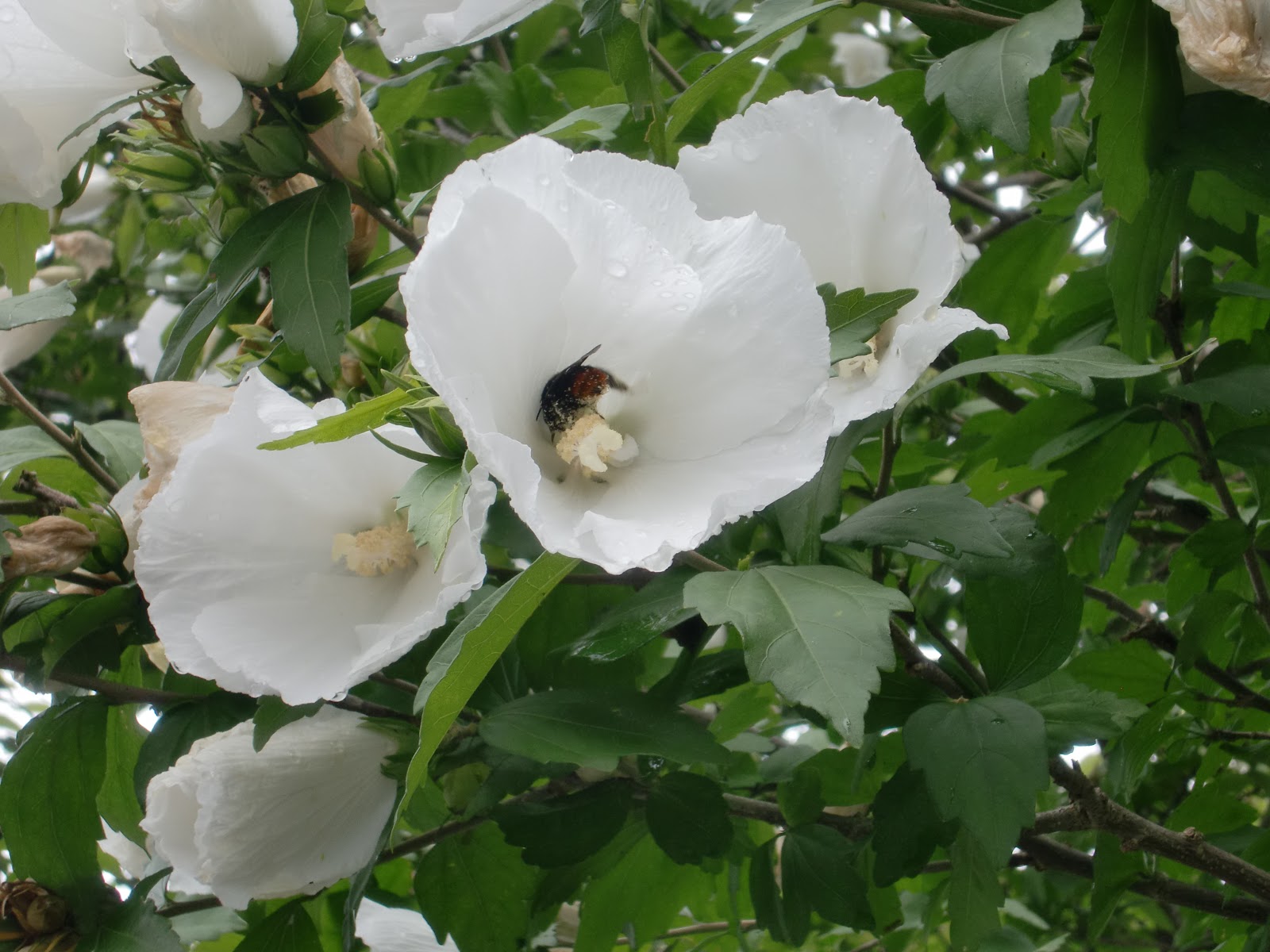 ６０歳で無職の優雅な日々 ムクゲ フヨウ タチアオイ