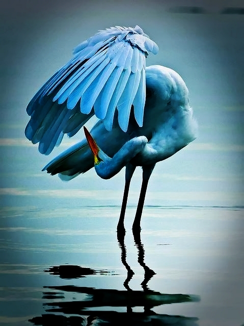 south american blue flamingo south american blue flamingo