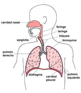 Cuales Son Los Organos Del Sistema Respiratorio Y Sus Funciones