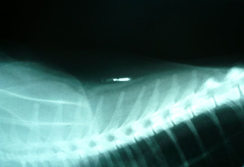 PICTURE BUGS: Dog And Microchip Implants