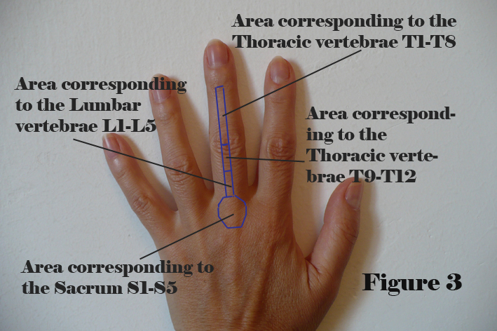 HEALTH Portation curated news SUJOK BACK PAIN SuJok