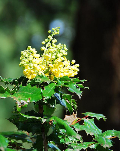 Mahonia Bealei A The Arial Parts Of Mahonia Bealei Growing