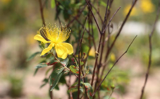 Hypericum Flowers