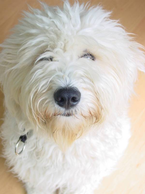 Miniature Goldendoodle Adults For Sale Miniature Goldendoodle Adults For Sale