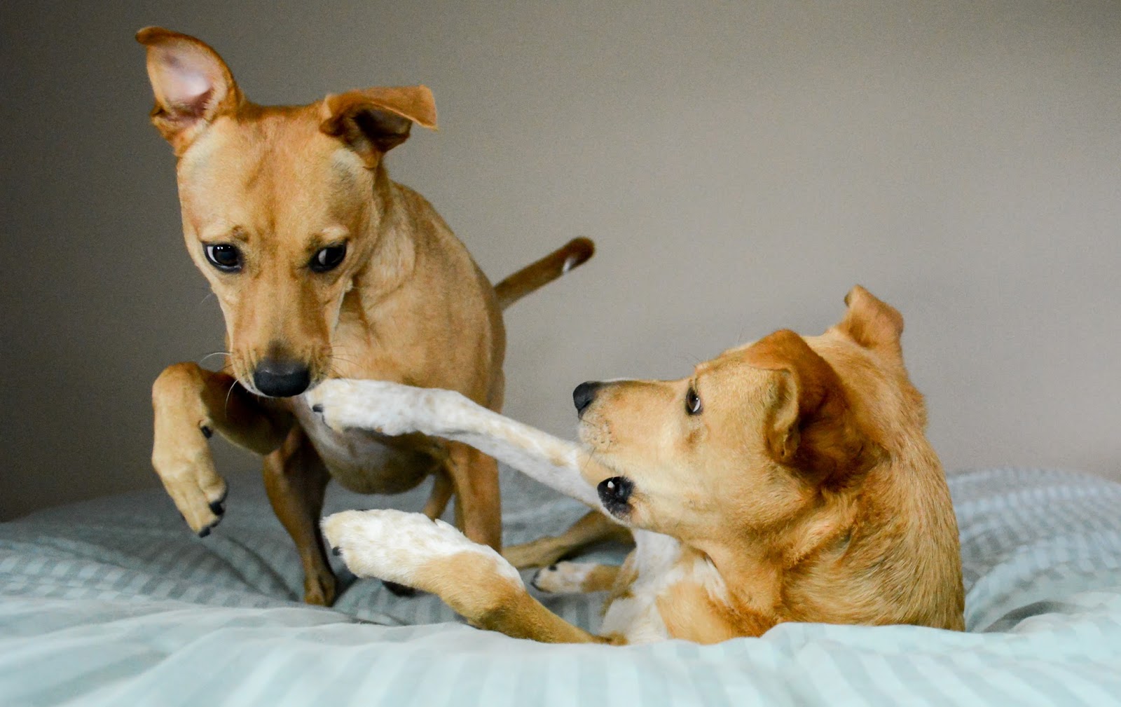 ZoePhee Professional Dog Models!