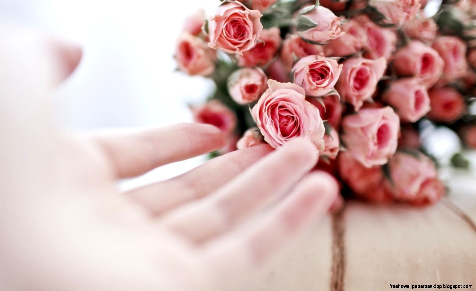Roses Flowers Pink Hand Girl 6981362 Roses Flowers Pink Hand Girl 6981362