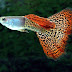 Fish Species n.1 - Guppy (Poecilia reticulata)