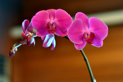 Orchid Centerpiece - Photo by Taste As You Go
