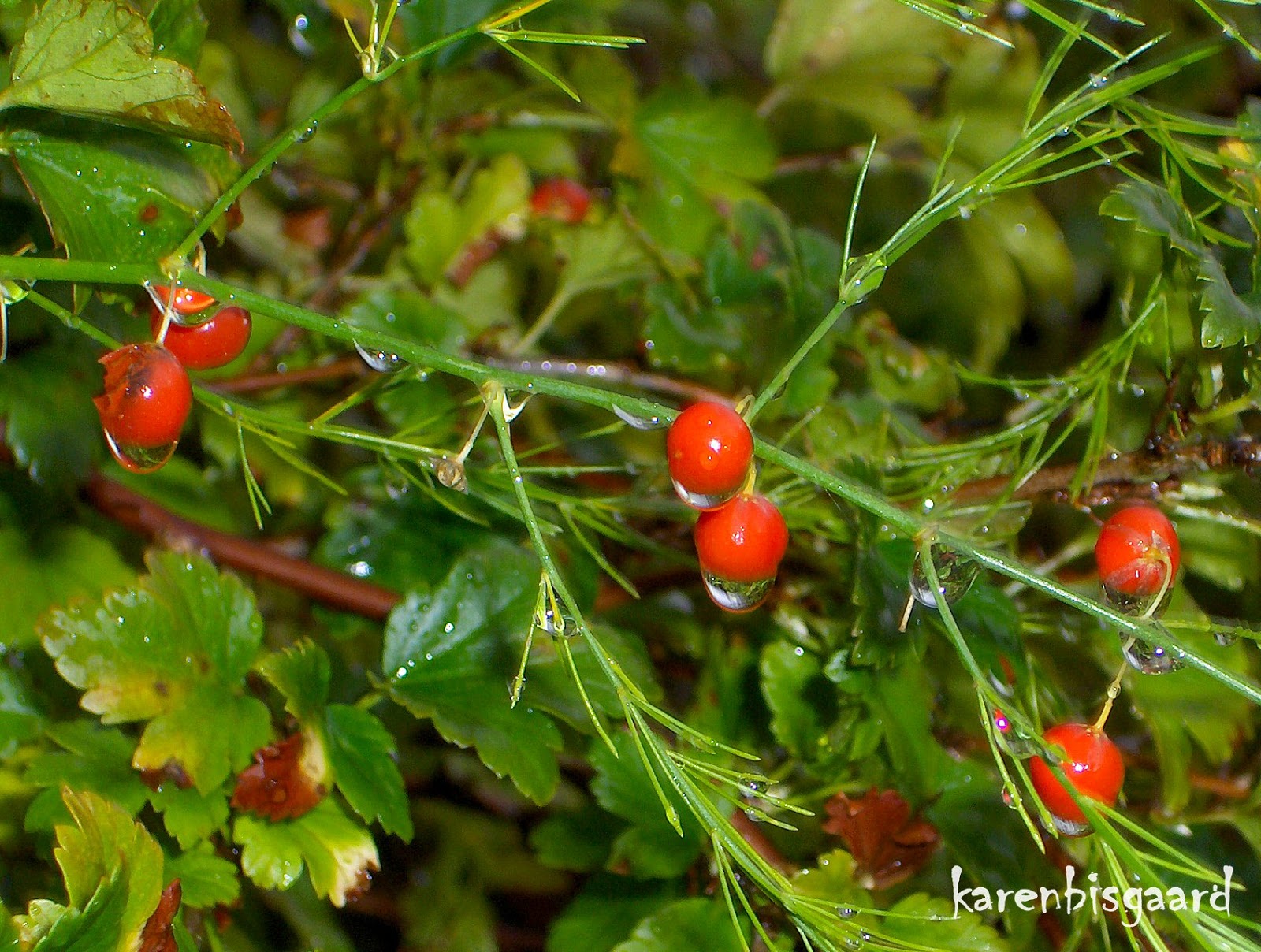 Karen`s Nature Photography Red Asparagus Berries with Raindrops.