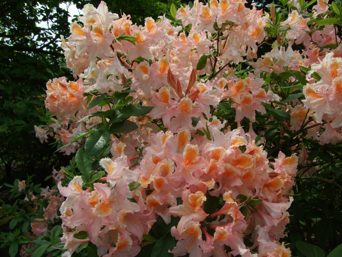 Alternative Eden Exotic Garden Azaleas at Kew Gardens