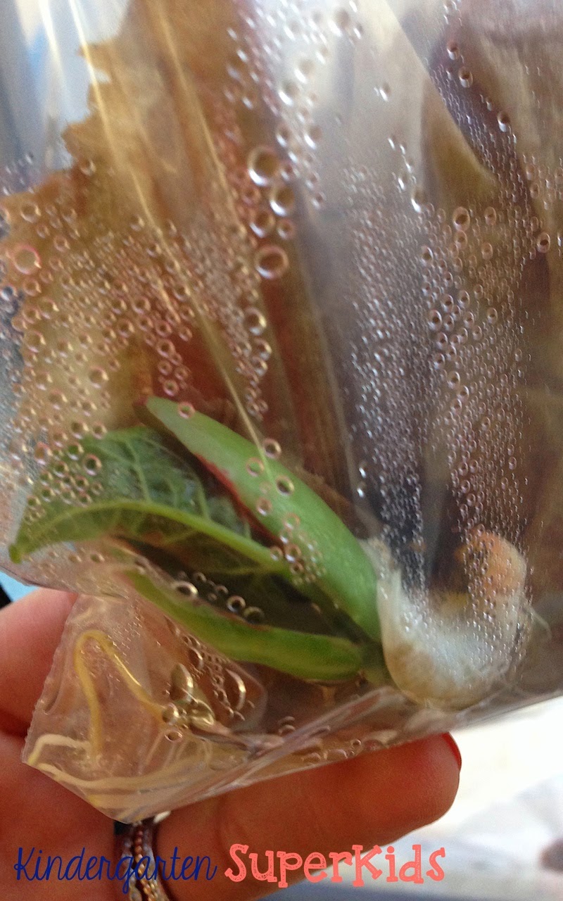 Kindergarten SuperKids Lima Bean Love!