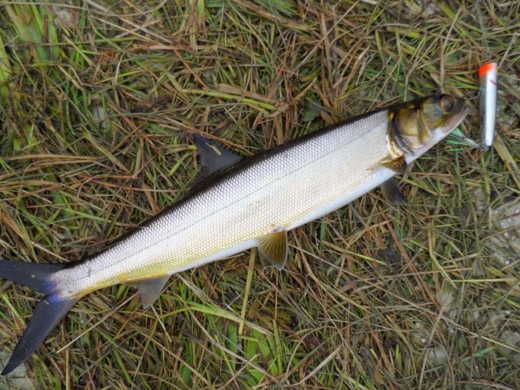 Mosquito Lagoon & Indian River Fishing Catching Ladyfish For Bait In