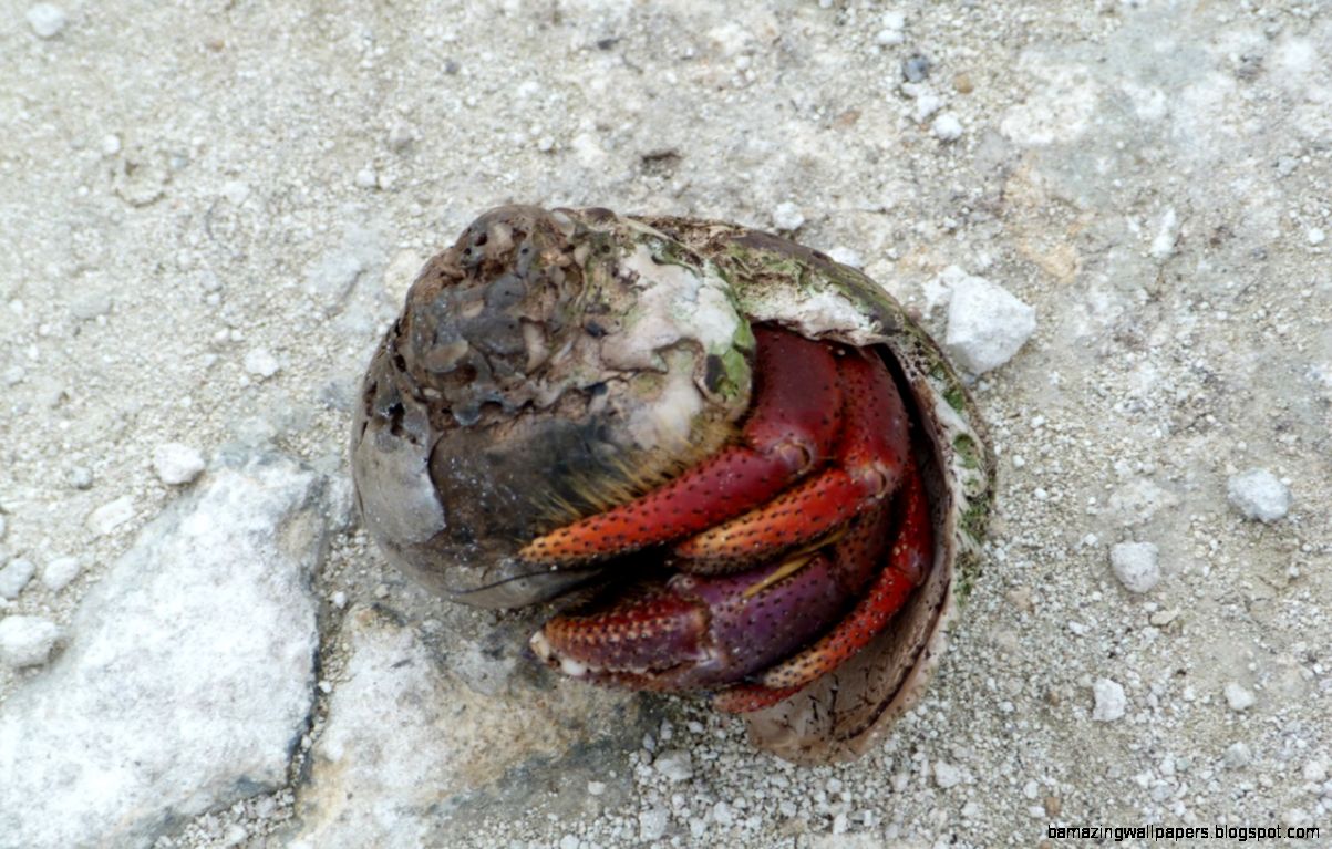 HERMIT CRABS SHELL DWELLERS amp CONTESTANTS FOR WACKY RACES HERMIT CRABS SHELL DWELLERS amp CONTESTANTS FOR WACKY RACES