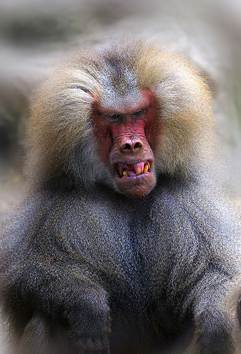 Ape Drape: Comparitive Dentition Patterns Among Primates