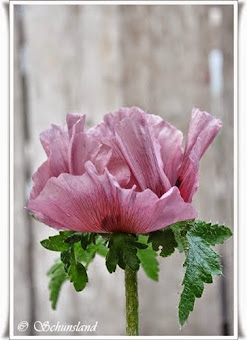 Papaver Patty's Plum