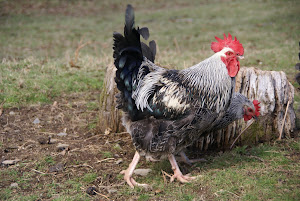 Silver Sussex Chickens