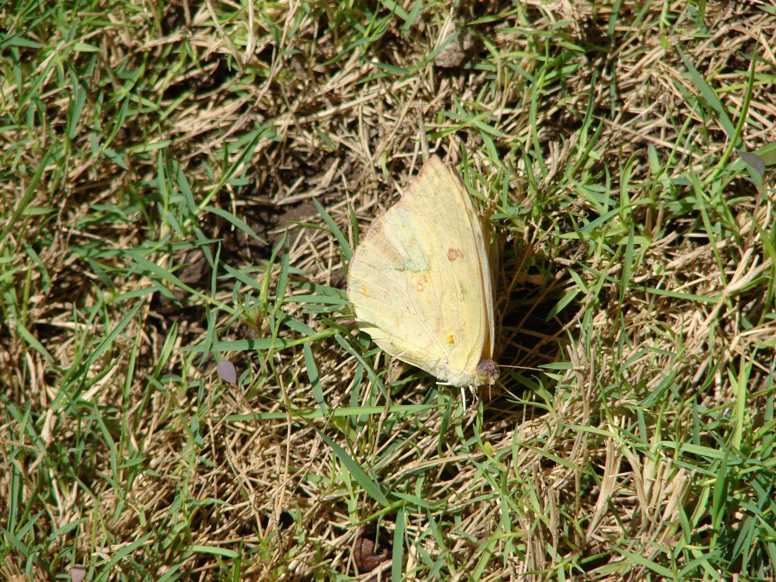 17-febrero-18-19-20-21....2011..Maripoza Amarilla sobrevolandome 1 hr y posa pa fotos sec