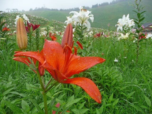 Gottuan S Room びわこ函館山ゆり園