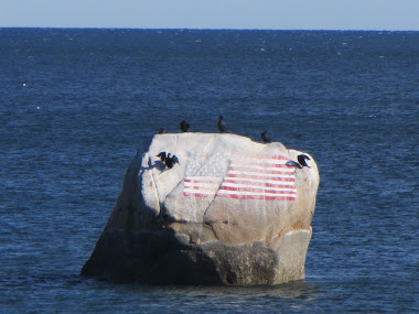 Patriotic birds