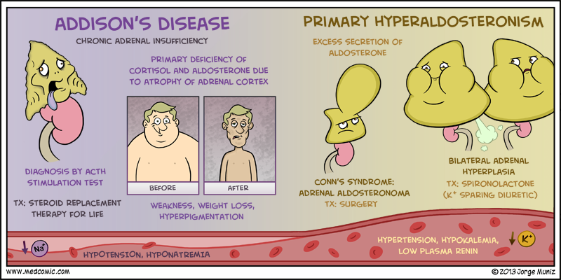 medical physiology: In this post we will be able to name the gland that