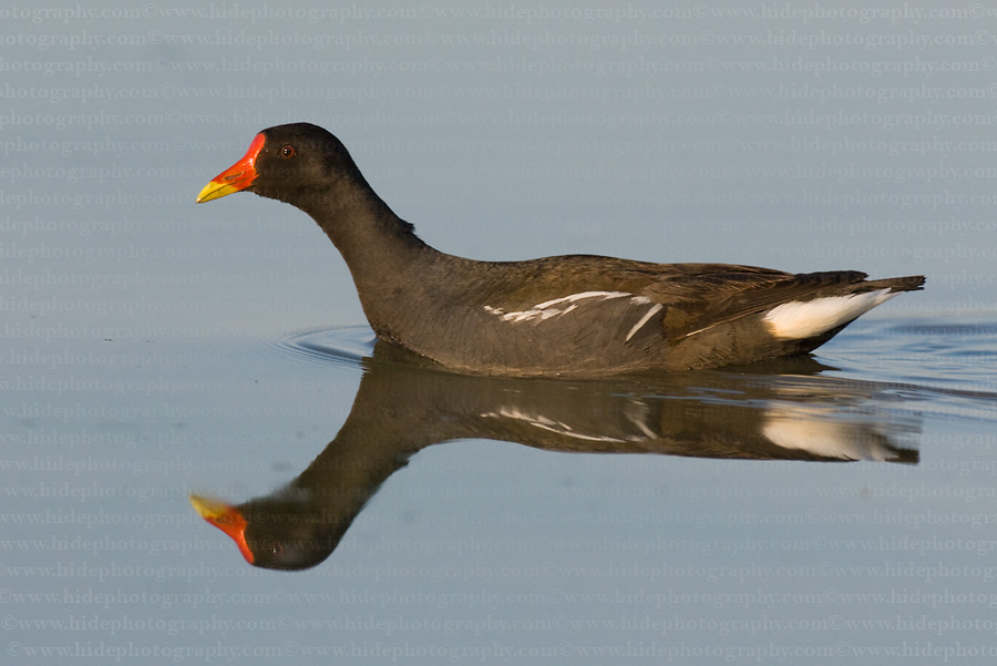 Moorhen Animal Wildlife