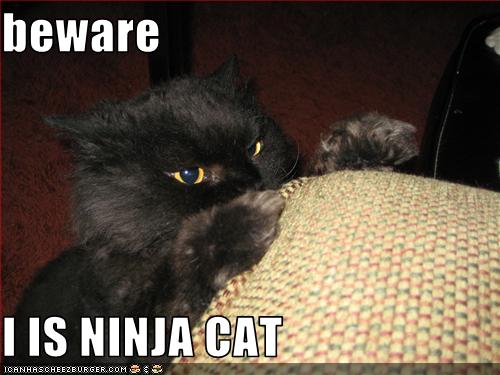 ninja+cat.jpg