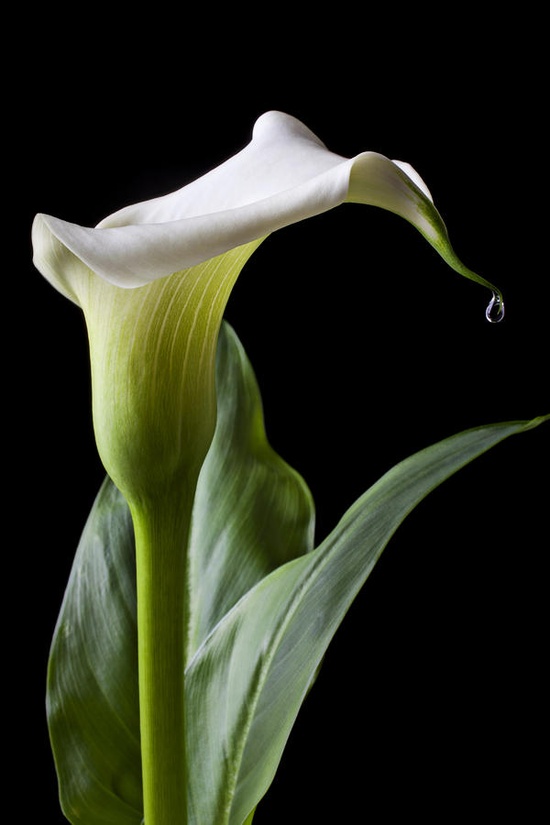 adorable beautiful calla lily flowers and gardens adorable beautiful calla lily flowers and gardens