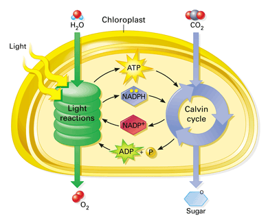 The Chloroplast
