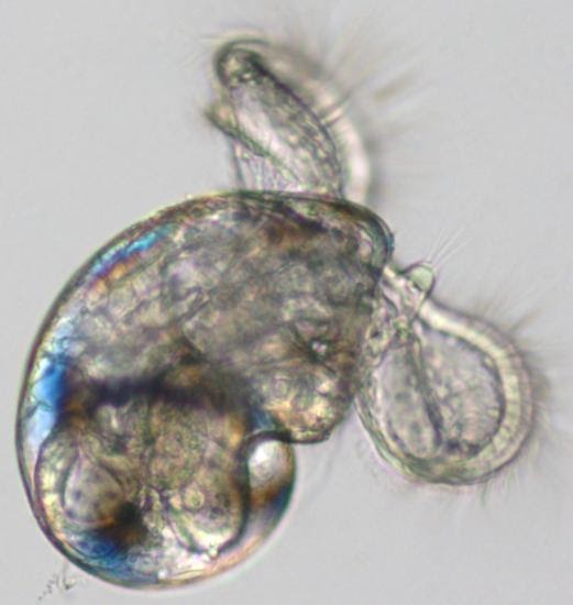 Invertebrate Embryology Veliger larvae of molluscs