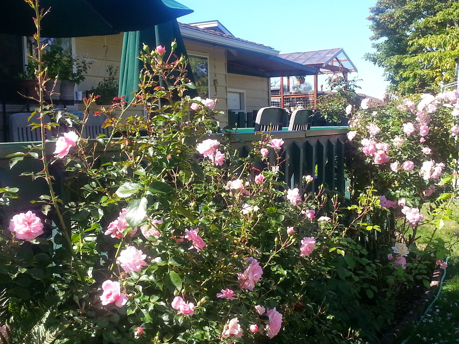 Gluten Free & God Seeking How to Dry Roses & Make Your Own Rose Tea