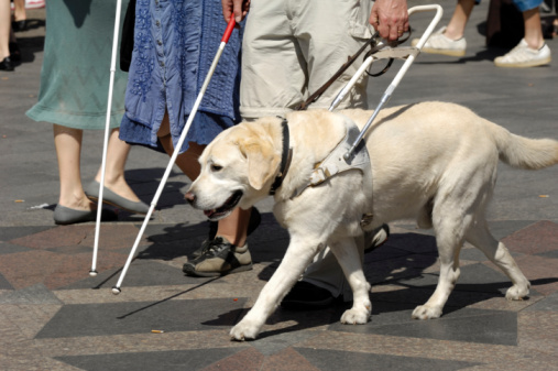 seeing eye dogs quot the existence of our environment quot guide seeing eye dogs quot the existence of our environment quot guide