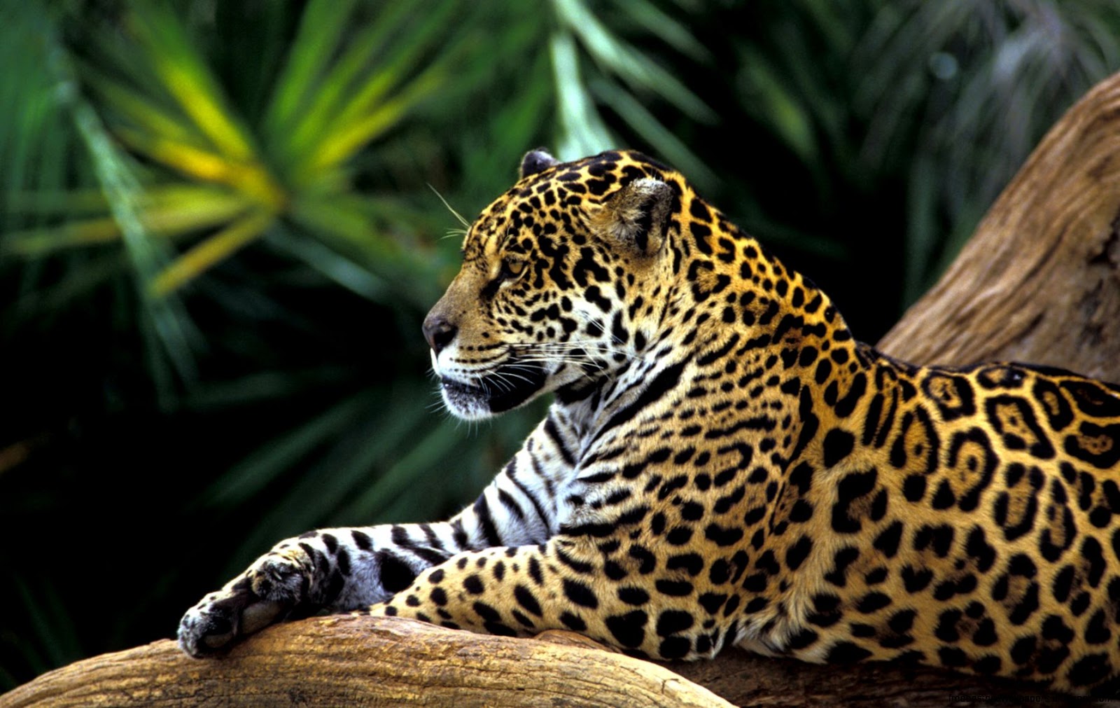 Amazon Rainforest Animals Jaguar Amazon Rainforest Animals Jaguar