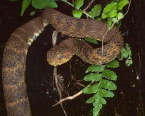 Atheris broadleyi  The Reptile Database