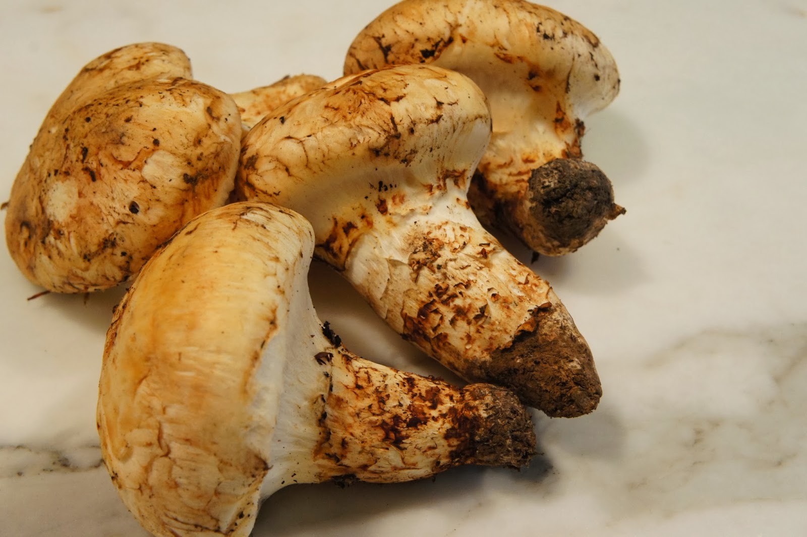 Roasted Matsutake Mushrooms