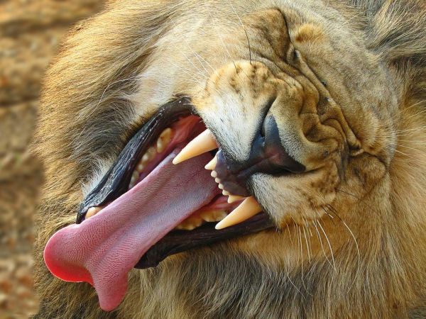 How I feel today (part 2)... Derp+lion