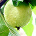 Health Benefits Of Guava.