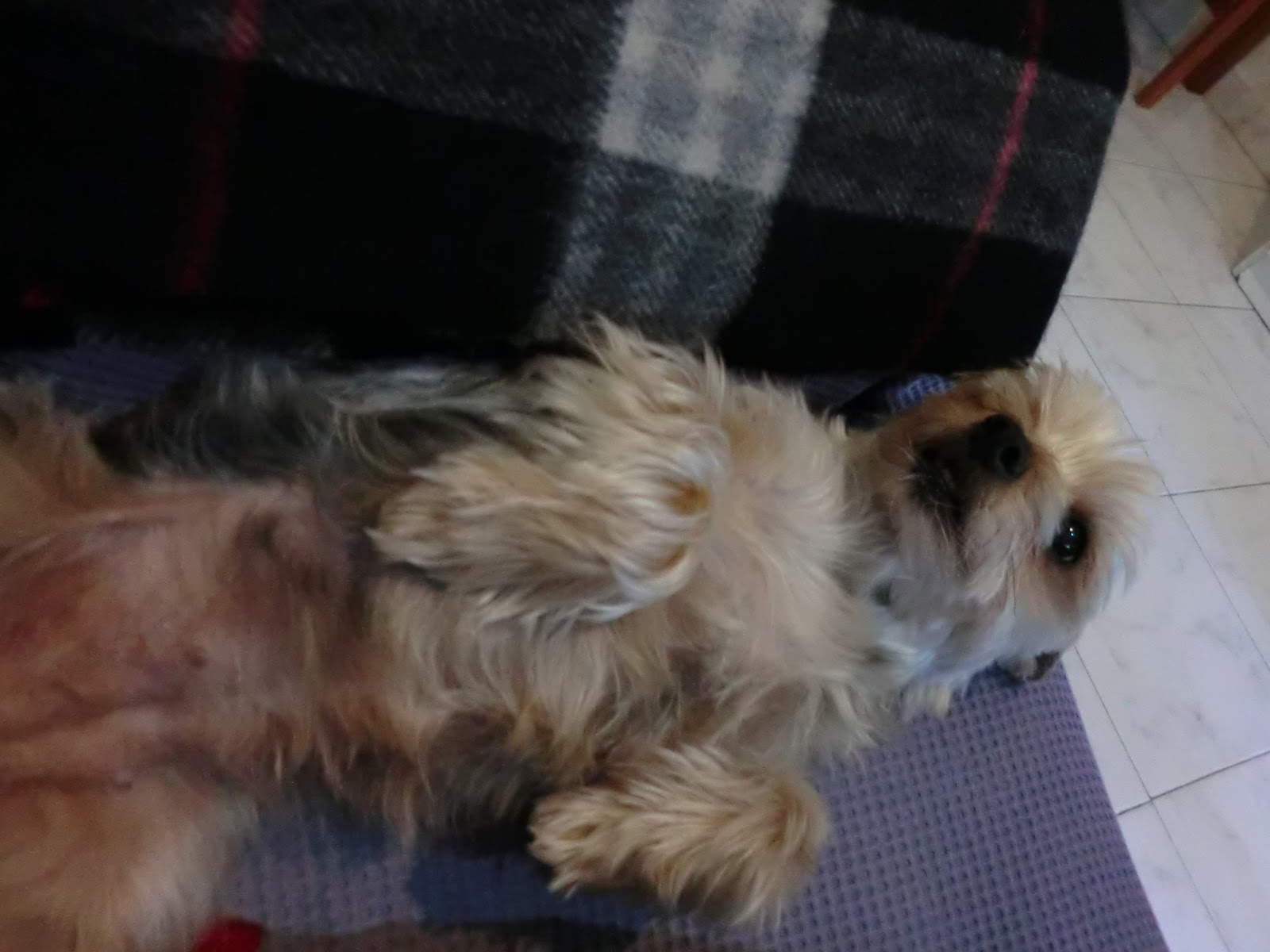 Barcelona 彼と彼女とcafemos 癒し犬 と 癒され犬