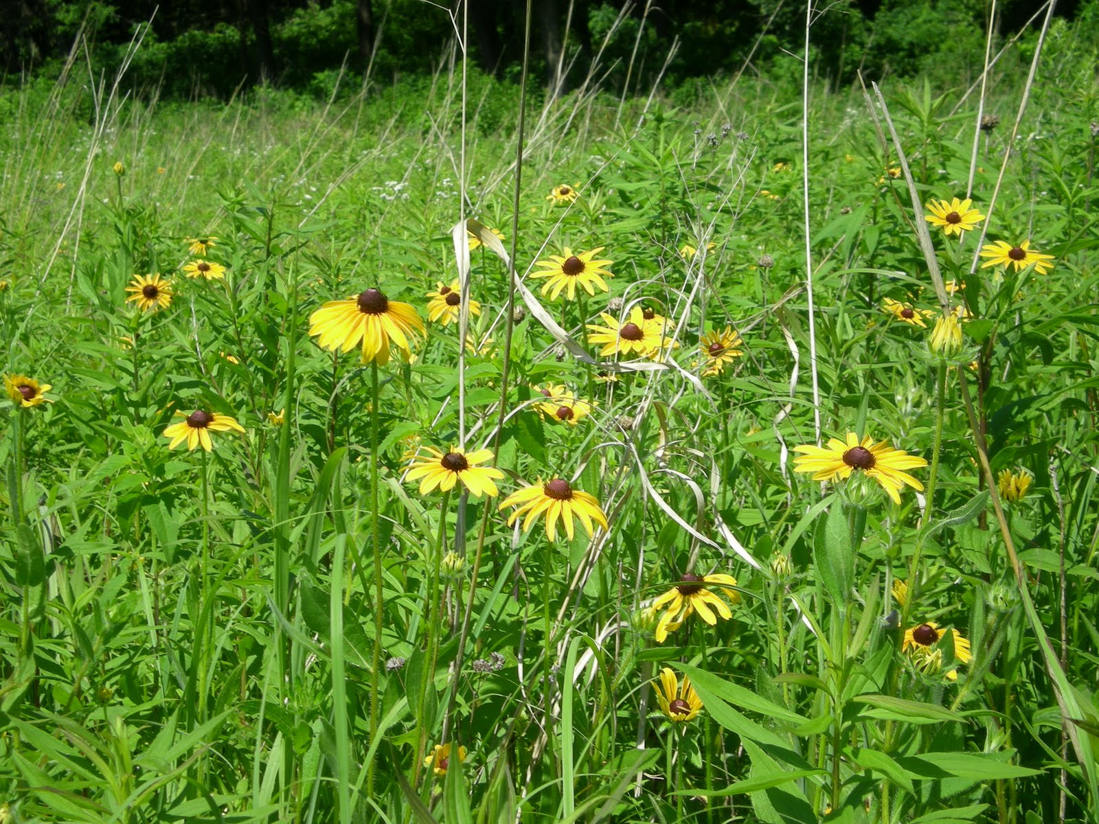 Practical Biology science for everyone Iowa Tallgrass Prairie summer