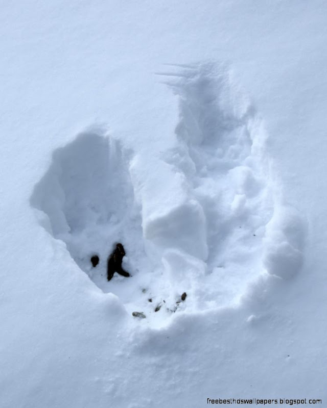 Ruffed Grouse Snow Cave  Naturally Curious with Mary Holland Ruffed Grouse Snow Cave  Naturally Curious with Mary Holland