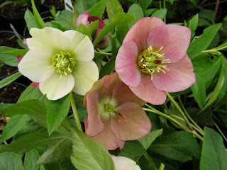 First Editions Creme Brulee Potentilla Order Online With
