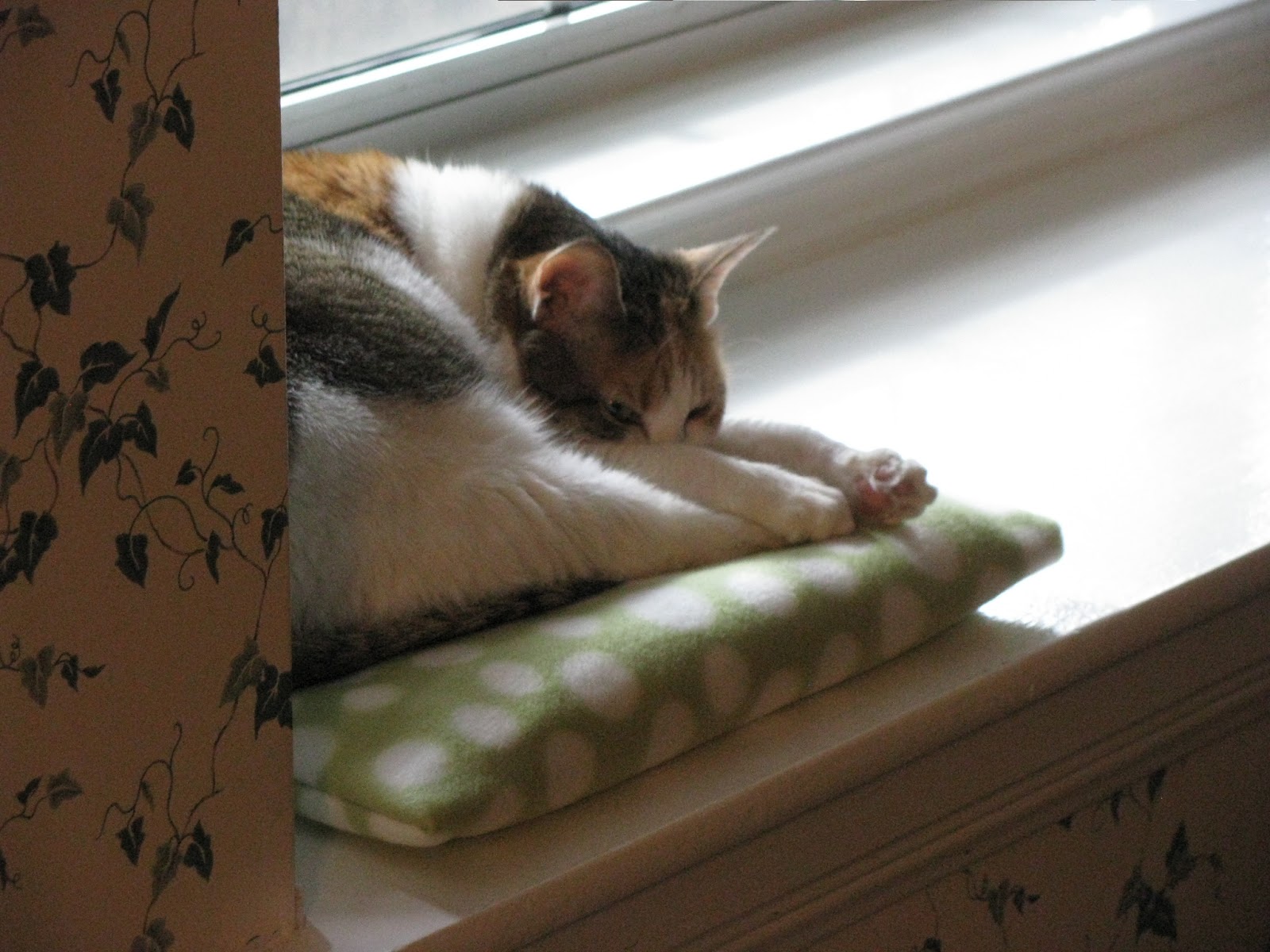 The Cannary Family Window seat pillows