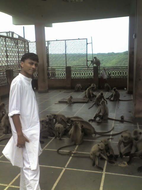 Jogniya mata ji a Group of monkey's