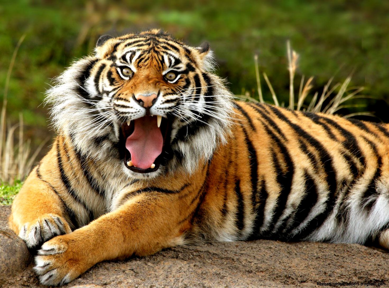 Wild Animals Tiger Wild Animals Tiger