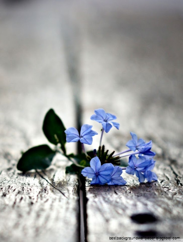 Small Blue Flowers Macro HD desktop wallpaper High Definition Small Blue Flowers Macro HD desktop wallpaper High Definition